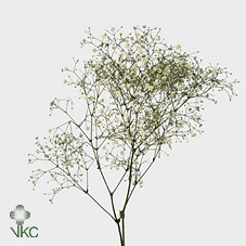 GYPS PA WHITE FORCE SUPER