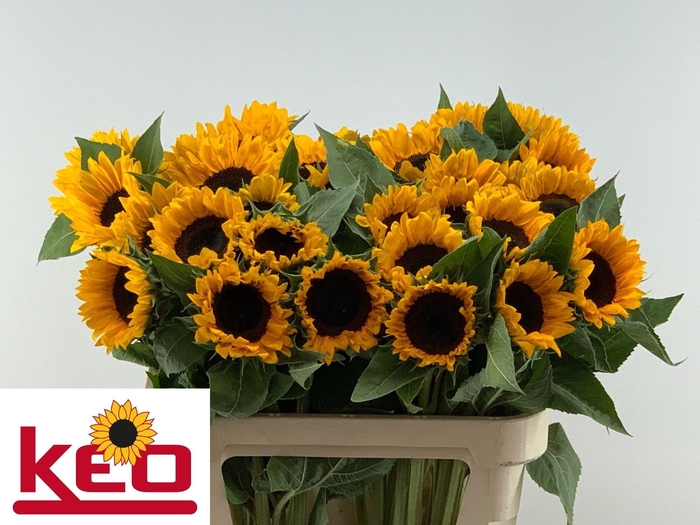 <h4>HELI SUNRICH ORANGE</h4>