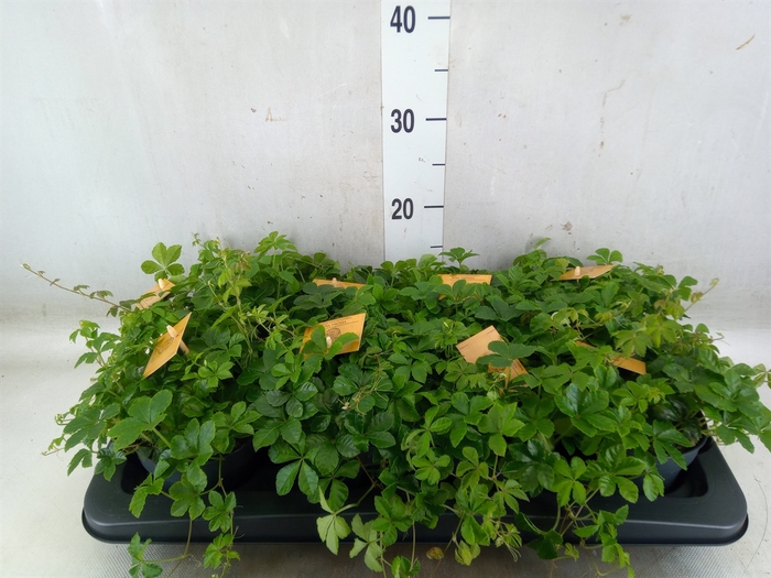 <h4>Parthenocissus  'Sugar Vine'</h4>