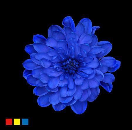 <h4>Chr T Altaj Blue</h4>