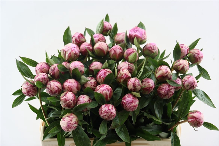 <h4>Paeo L Sarah Bernhardt</h4>