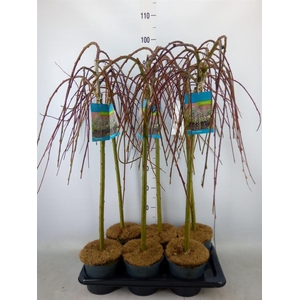 Salix caprea 'Kilmarnock'