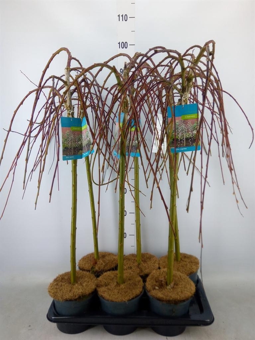 <h4>Salix caprea 'Kilmarnock'</h4>