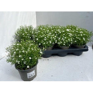 GYPS M FLEUR WHITE