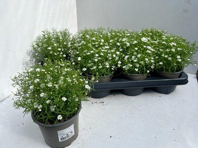 <h4>GYPS M FLEUR WHITE</h4>