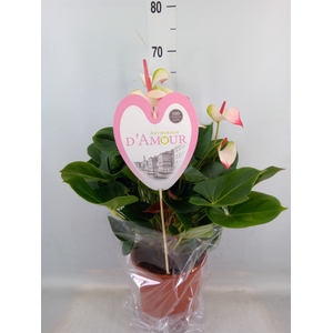 Anthurium  'Pr. Amalia Elegance'