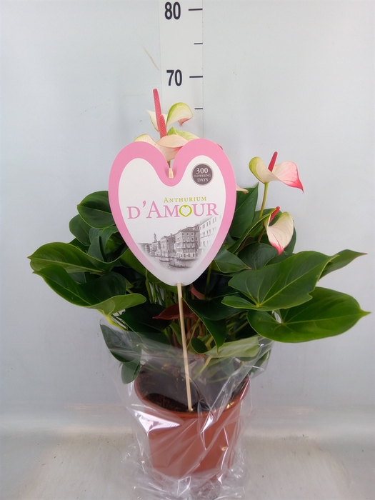 <h4>Anthurium  'Pr. Amalia Elegance'</h4>
