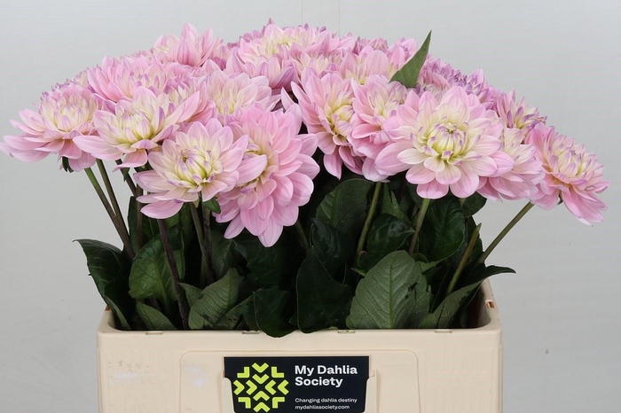 <h4>Dahlia DE 'Princess Kate'</h4>