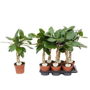 Ficus Beng Audrey Twister