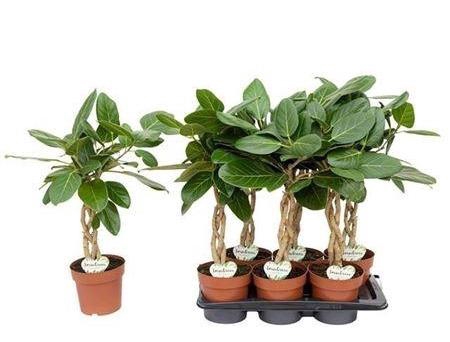 <h4>Ficus Beng Audrey Twister</h4>