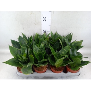 Sansevieria trifa. 'Hahnii'