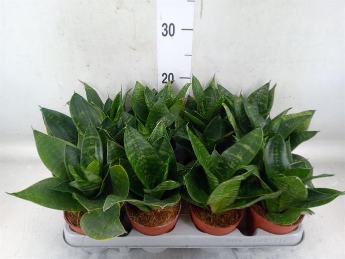 <h4>Sansevieria trifa. 'Hahnii'</h4>