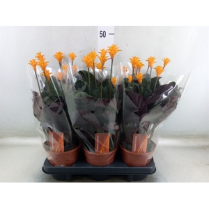 Calathea crocata