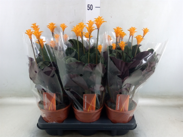 <h4>Calathea crocata</h4>