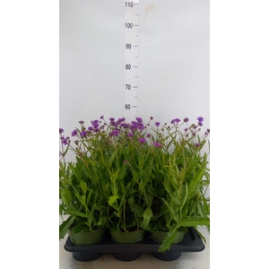 Verbena rigida