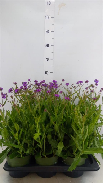 <h4>Verbena rigida</h4>