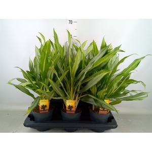 Aglaonema  'White Lance'