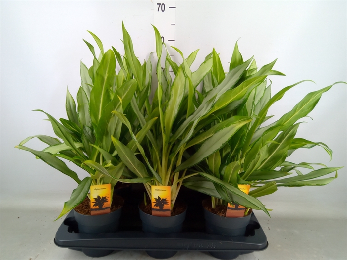 <h4>Aglaonema  'White Lance'</h4>