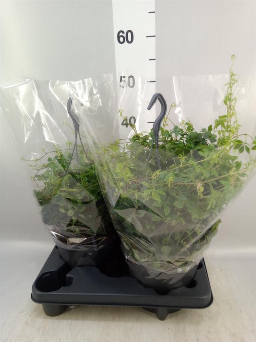 <h4>Parthenocissus  'Sugar Vine'</h4>