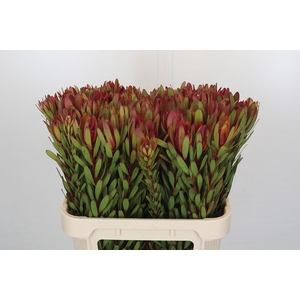 Leucadendron Safari Sunset