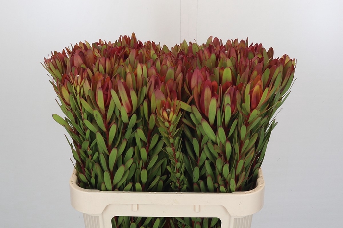 Leucadendron Safari Sunset