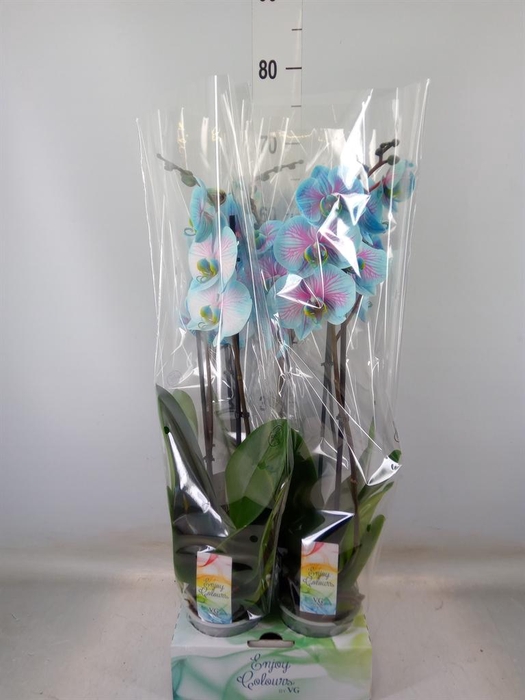 <h4>Phalaenopsis   ...</h4>