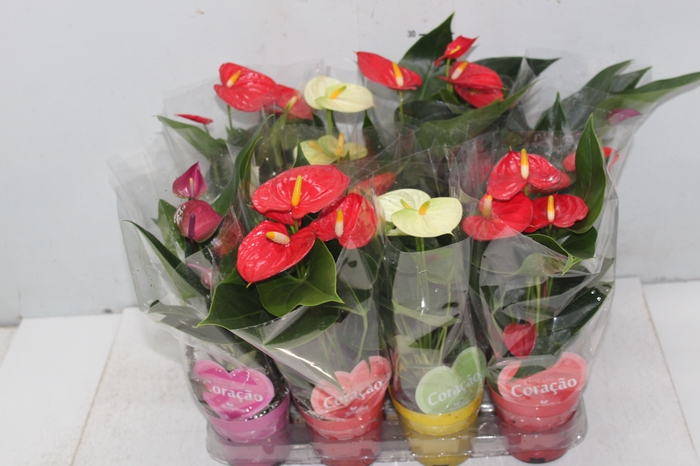 <h4>ANTHURIUM VARIADO P09</h4>