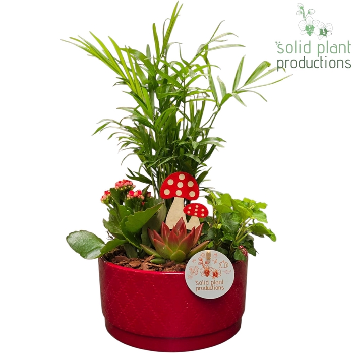 <h4>CE003 Loes Red Echeveria</h4>