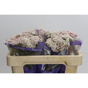 Ozothamnus Cooks Tall Pink