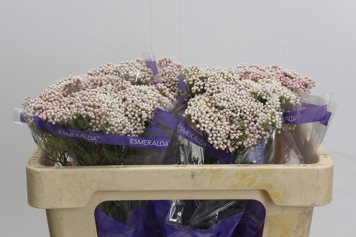 Ozothamnus Cooks Tall Pink