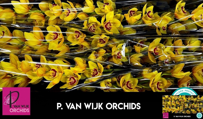 <h4>CYMB T RIJSENHOUT</h4>