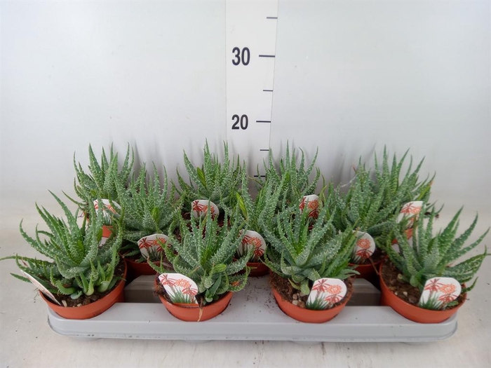 <h4>Aloe humilis</h4>
