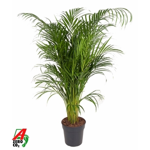 Dypsis Lutescens(Areca) P24