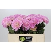 Dahlia Princess Kate