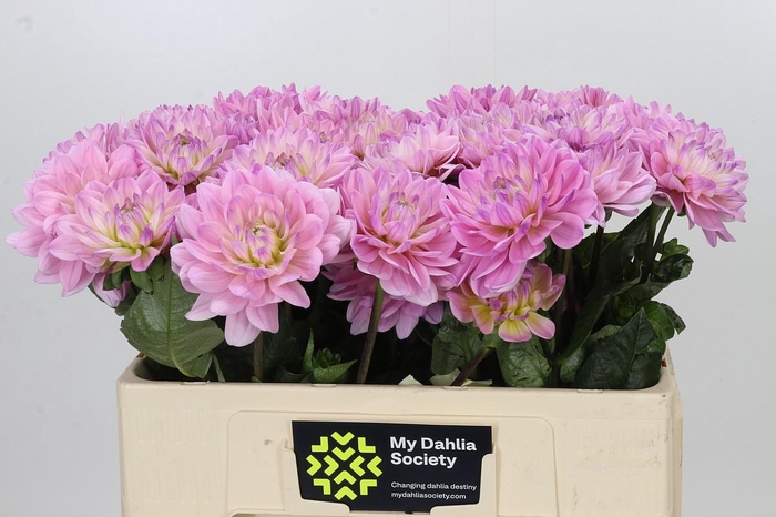 Dahlia Princess Kate