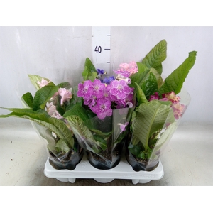 Streptocarpus   ...mix
