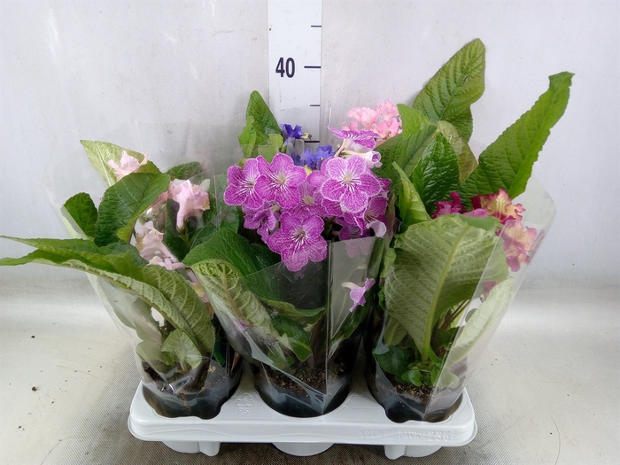 <h4>Streptocarpus   ...mix</h4>