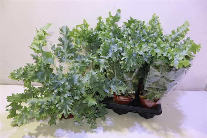 <h4>Phlebo A Davana</h4>