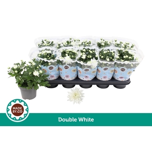 Chrysant Double White