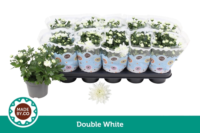 <h4>Chrysant Double White</h4>