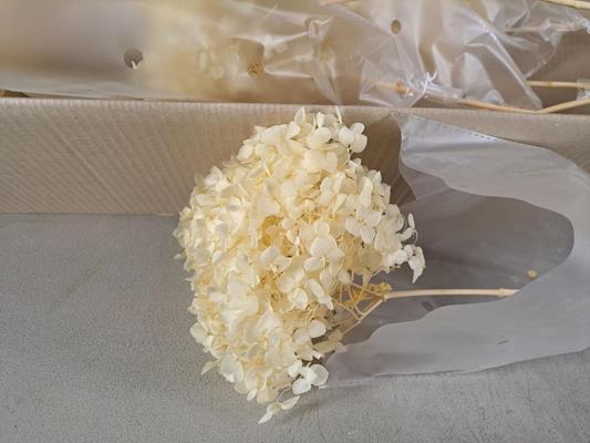 <h4>Pf Hydrangea Bleached</h4>