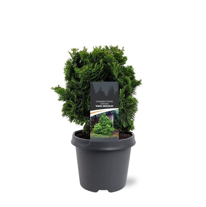 <h4>Chamaecyparis obtusa</h4>