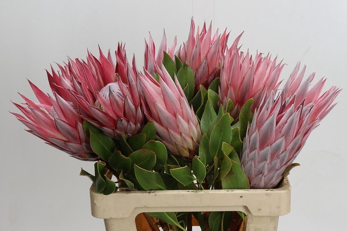 Protea Cynaroides