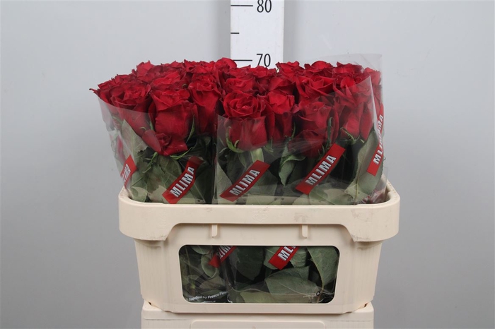 <h4>R Gr Ever Red</h4>