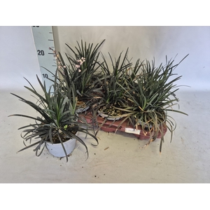 Ophiopogon Planiscapus Niger