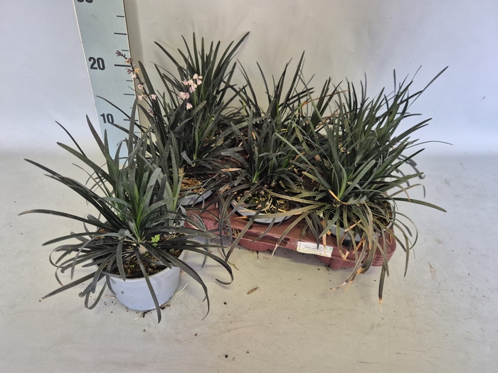 <h4>Ophiopogon Planiscapus Niger</h4>