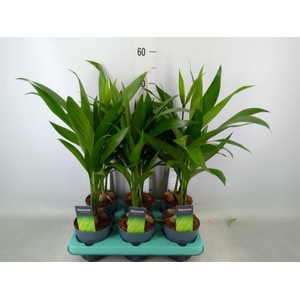 Areca catechu