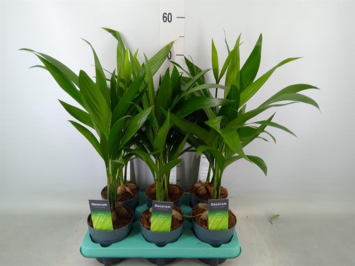 <h4>Areca catechu</h4>