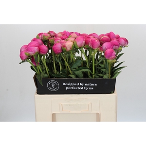 Paeonia Glory Hallelujah