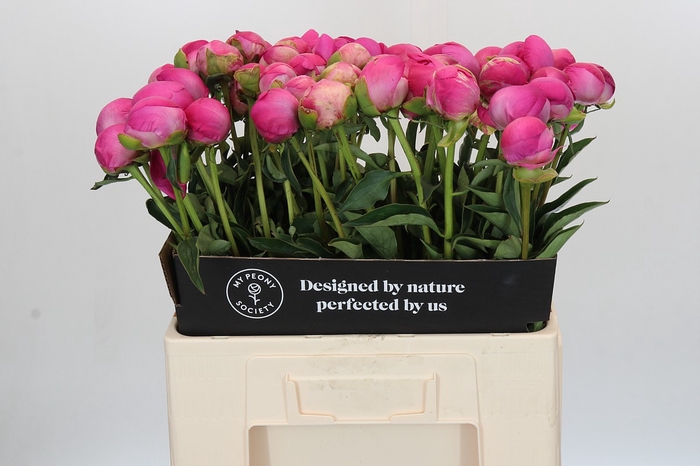 Paeonia Glory Hallelujah